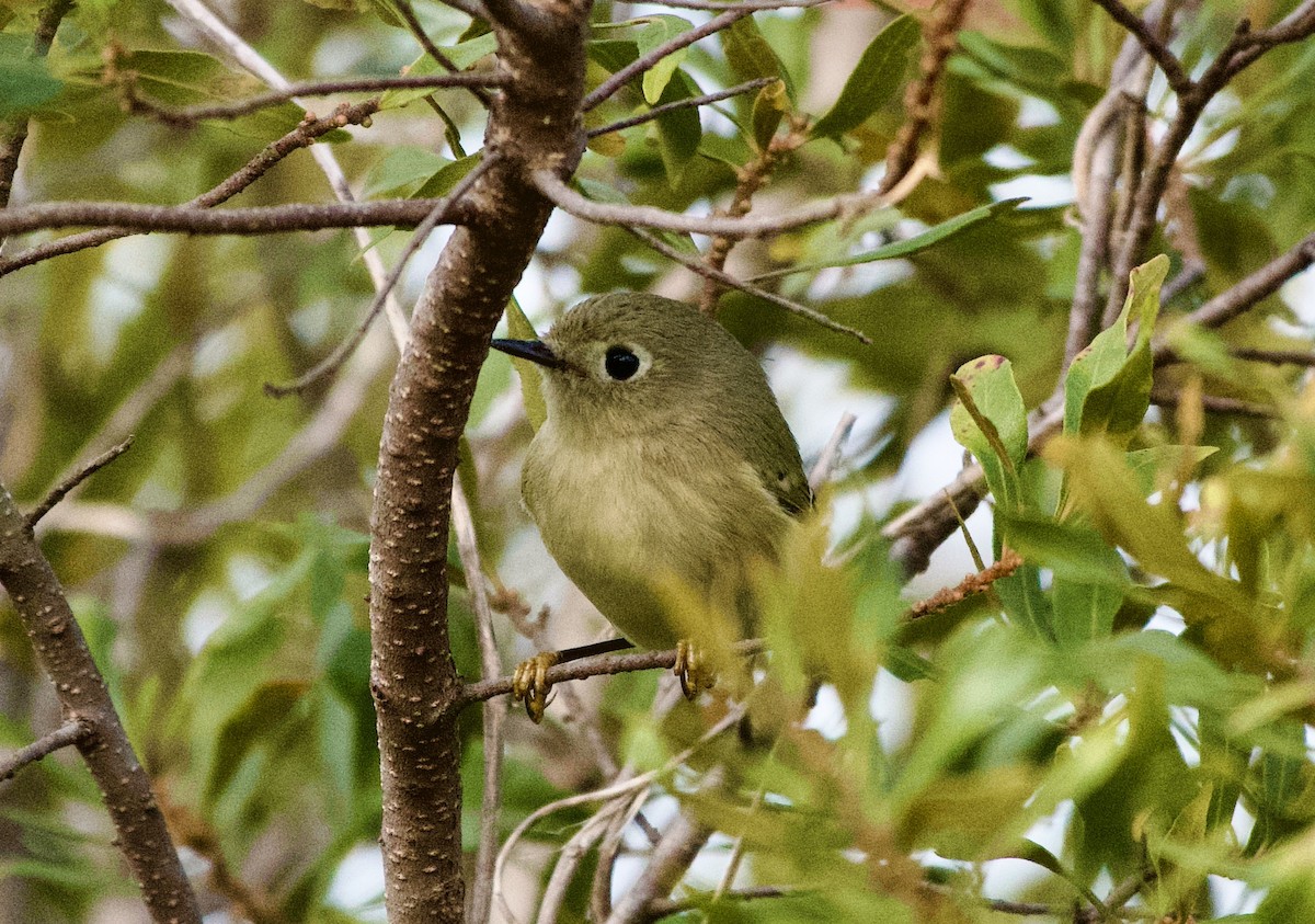 rubinfuglekonge - ML644523172