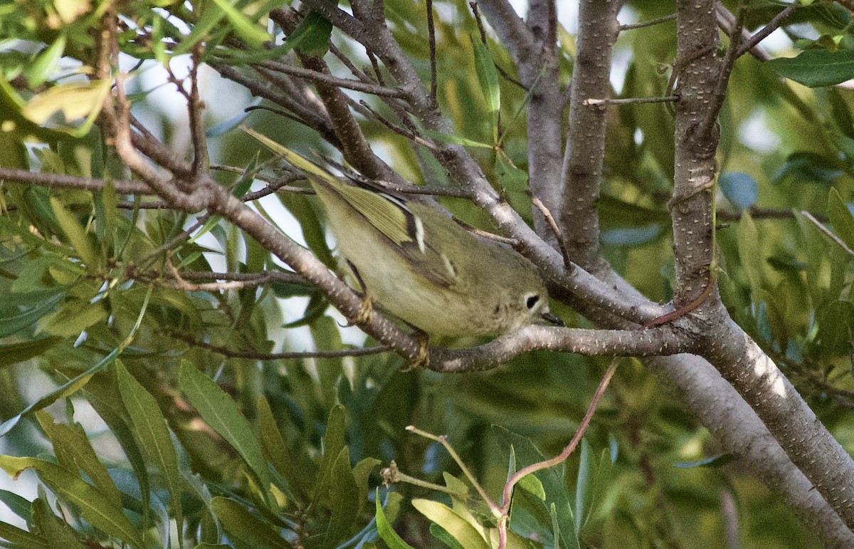 rubinfuglekonge - ML644523174