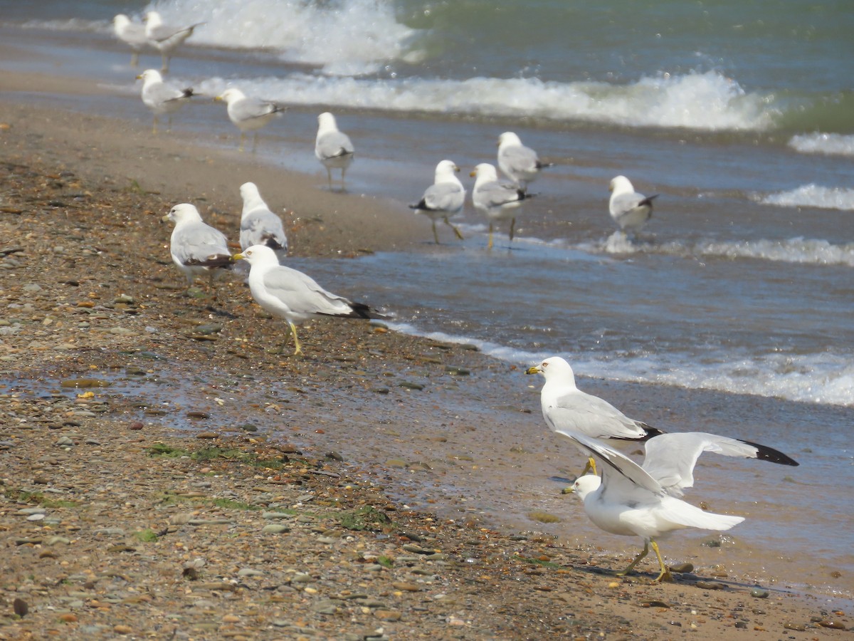 Ring-billed Gull - ML644523176