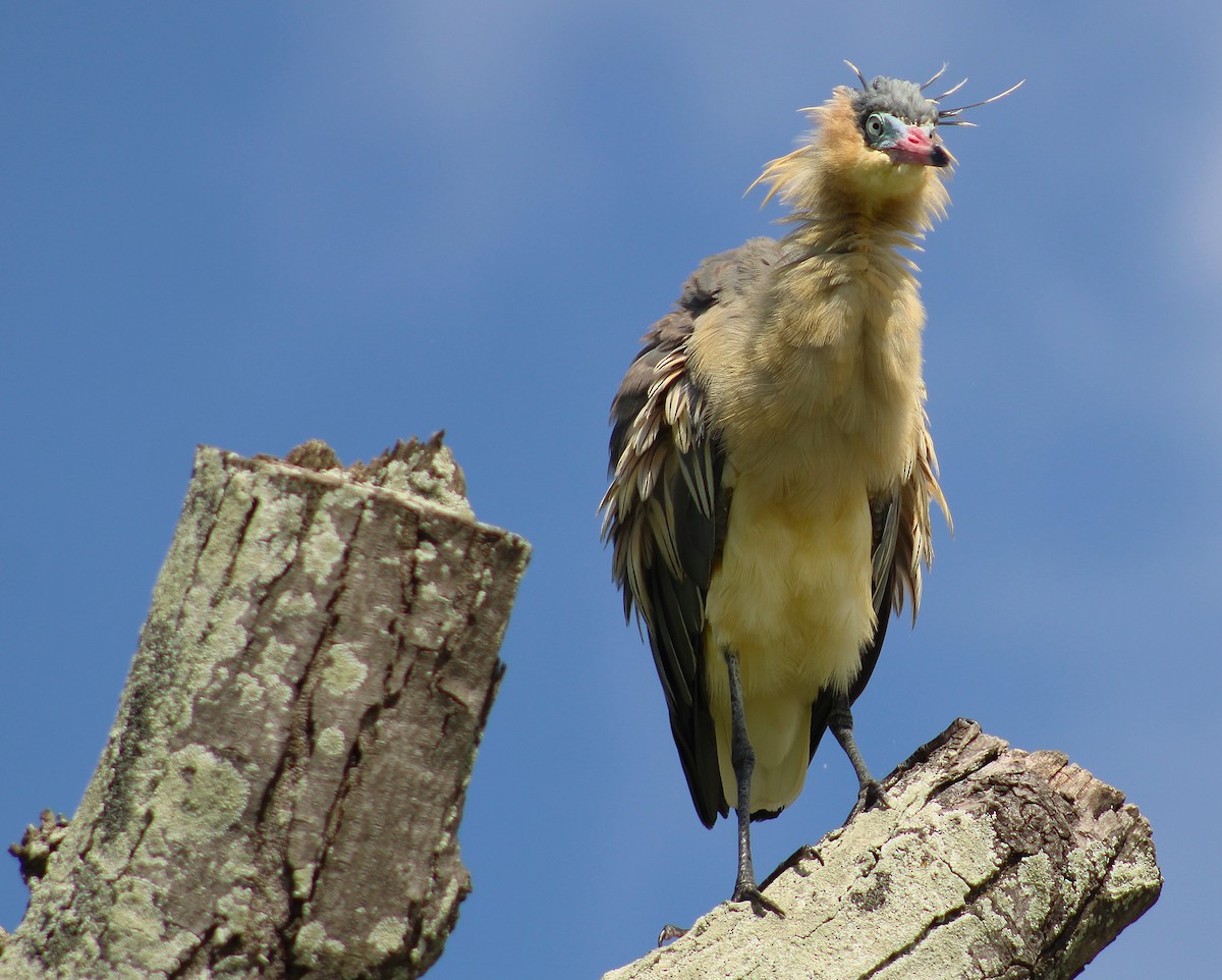 キムネゴイ - ML644523177