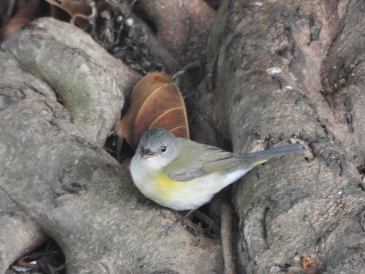 Kızıl Kuyruklu Ötleğen - ML644523181