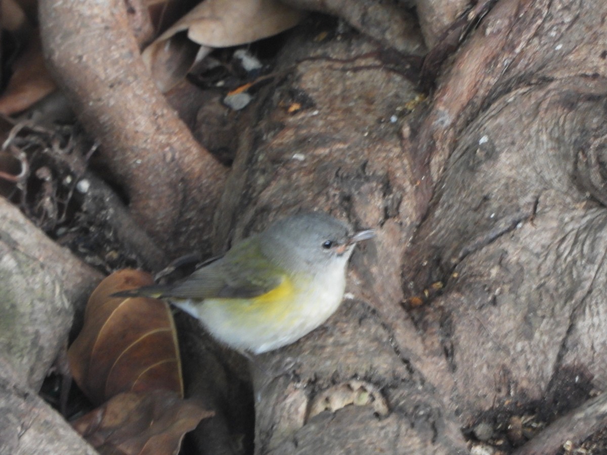 Kızıl Kuyruklu Ötleğen - ML644523182