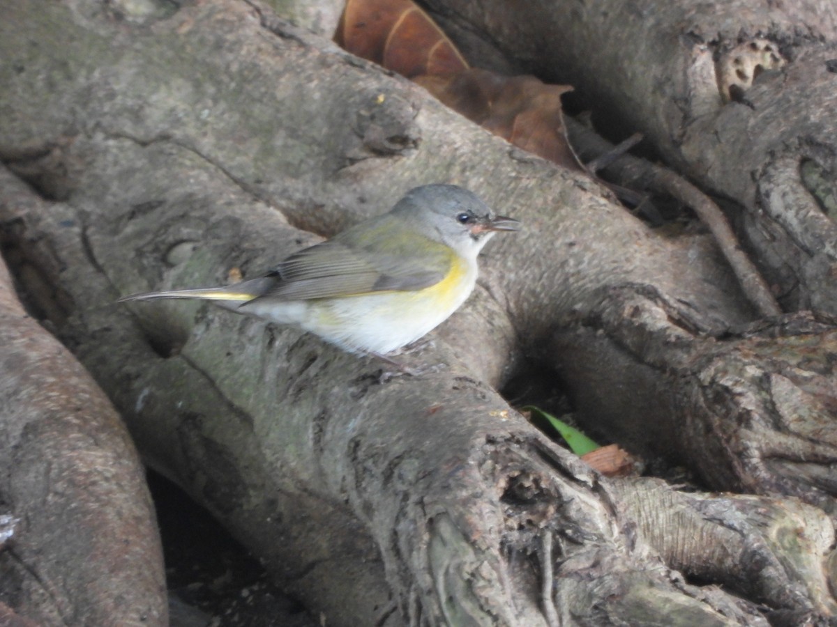 Kızıl Kuyruklu Ötleğen - ML644523183