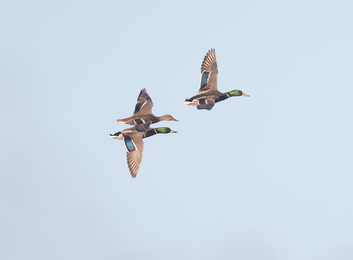 Mallard - ML644523191