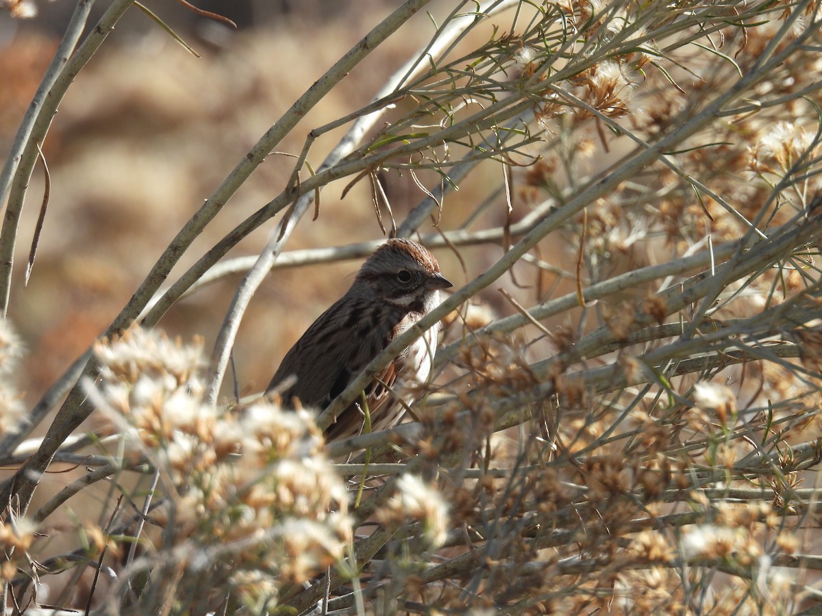 Певчая овсянка - ML644523196