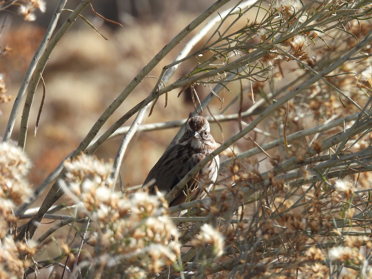 Певчая овсянка - ML644523197