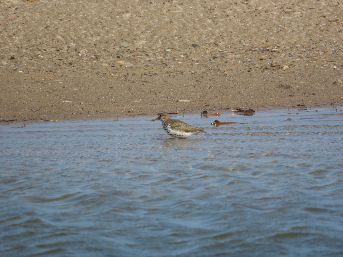 Spotted Sandpiper - ML644523198