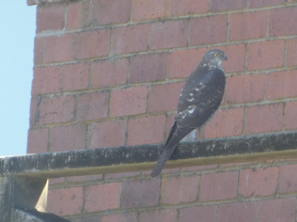 Autour australien - ML644523200