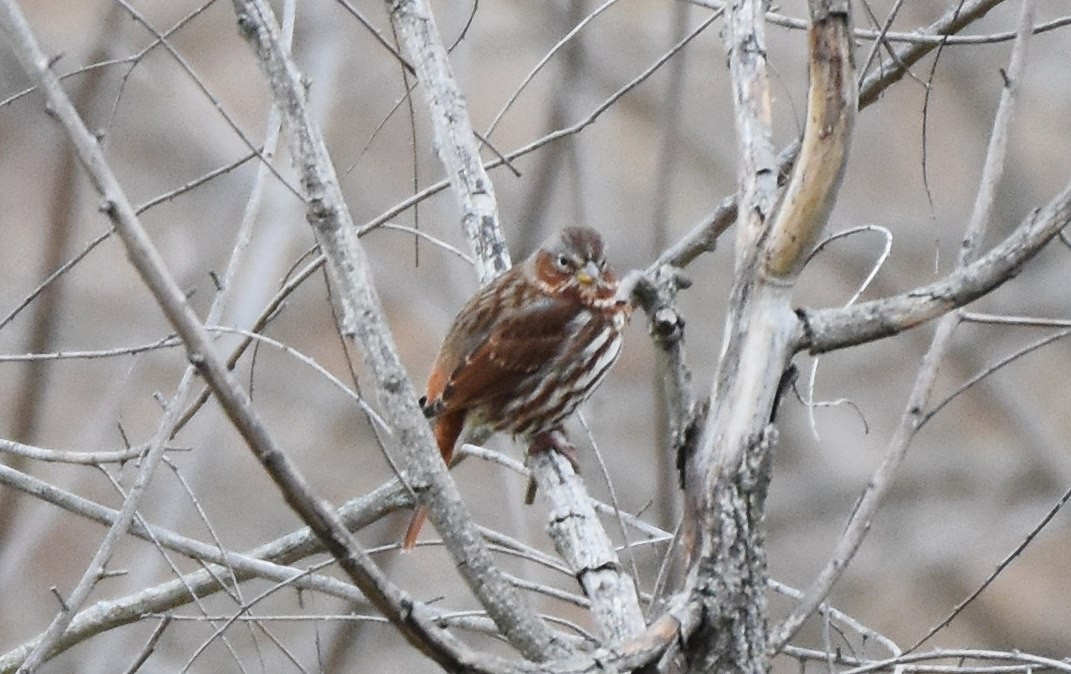 Bruant fauve (iliaca/zaboria) - ML644523201