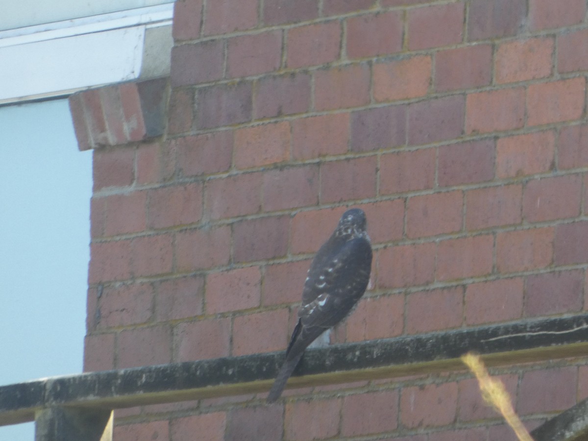 Autour australien - ML644523202