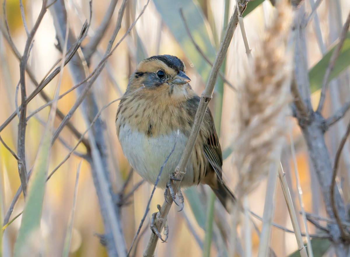 Nelson's Sparrow (Interior) - ML644523203