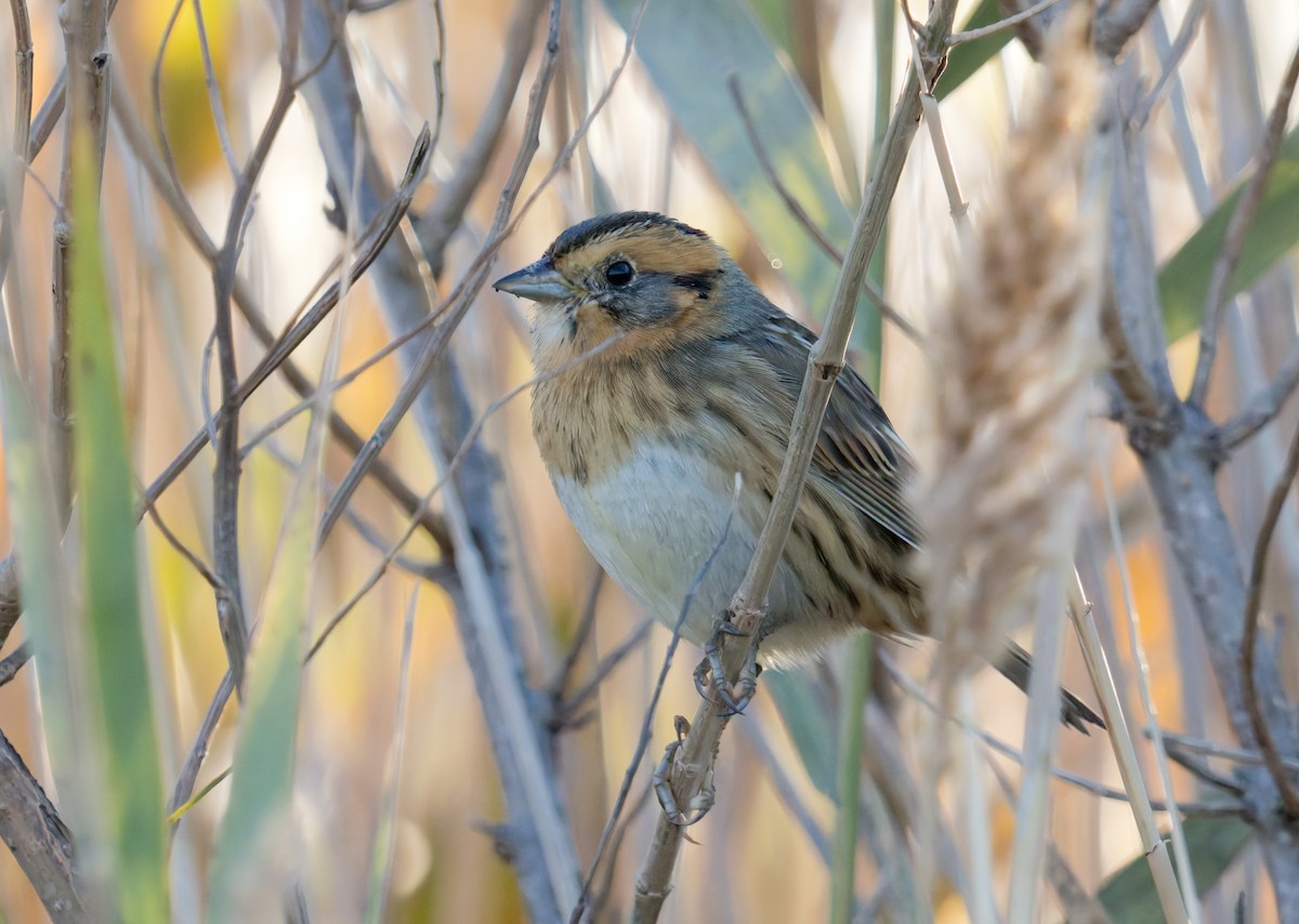 Nelson's Sparrow (Interior) - ML644523204