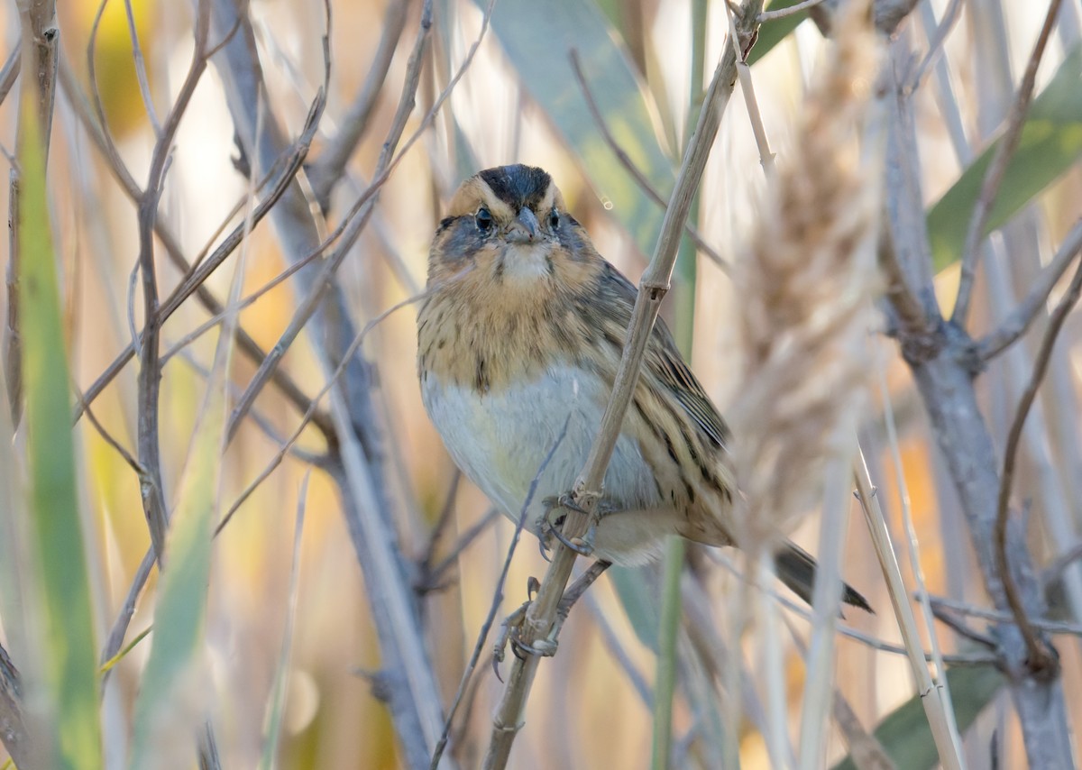 Nelson's Sparrow (Interior) - ML644523205