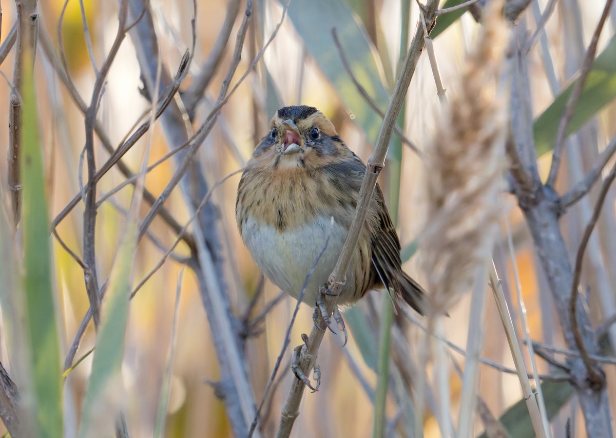 Nelson's Sparrow (Interior) - ML644523206