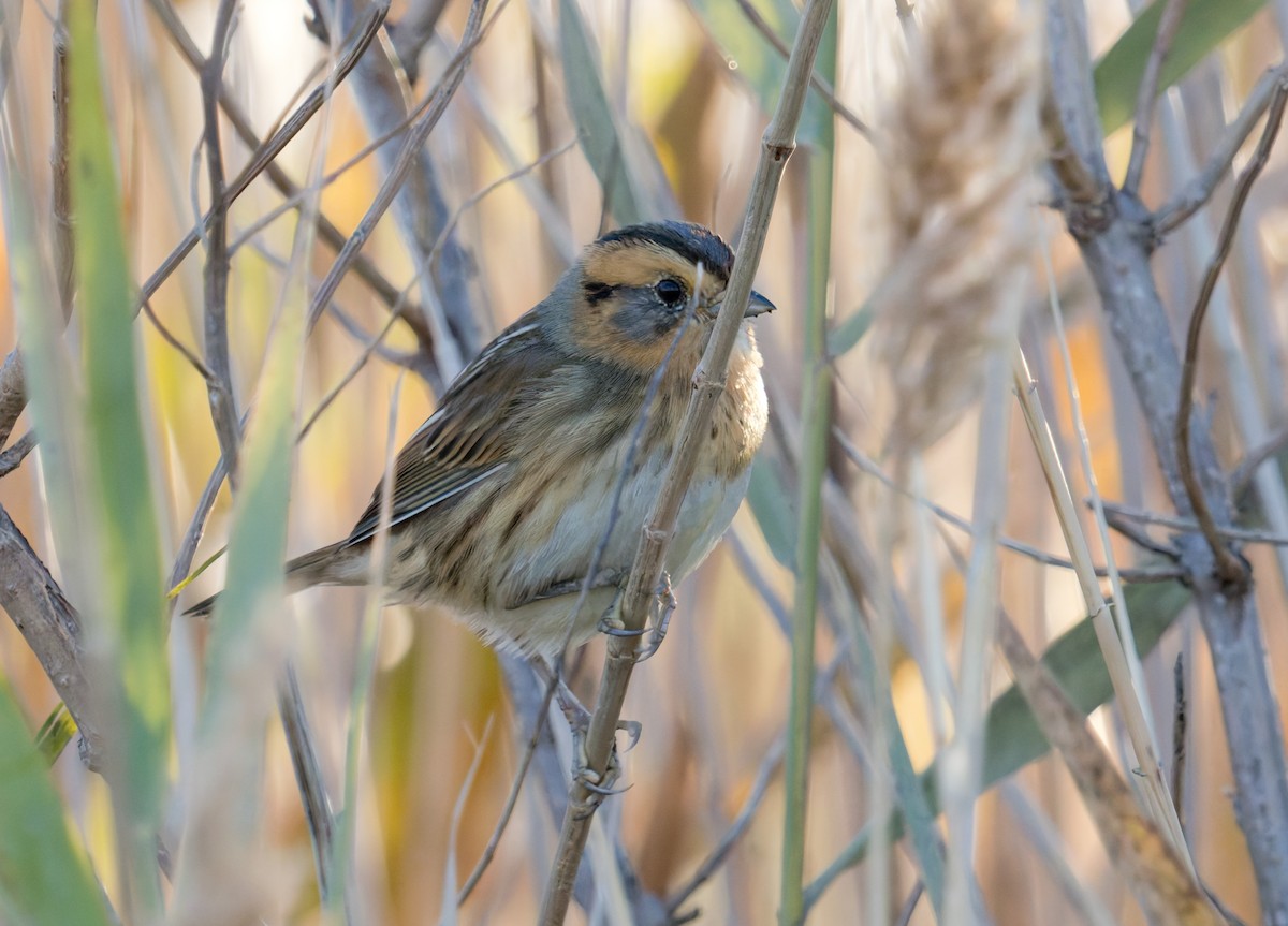 Nelson's Sparrow (Interior) - ML644523207