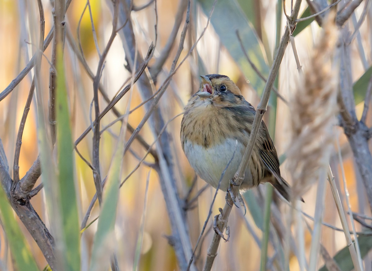 Nelson's Sparrow (Interior) - ML644523208