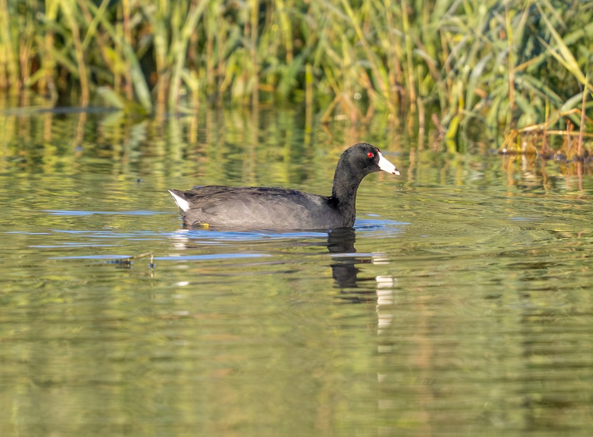 American Coot - ML644523209