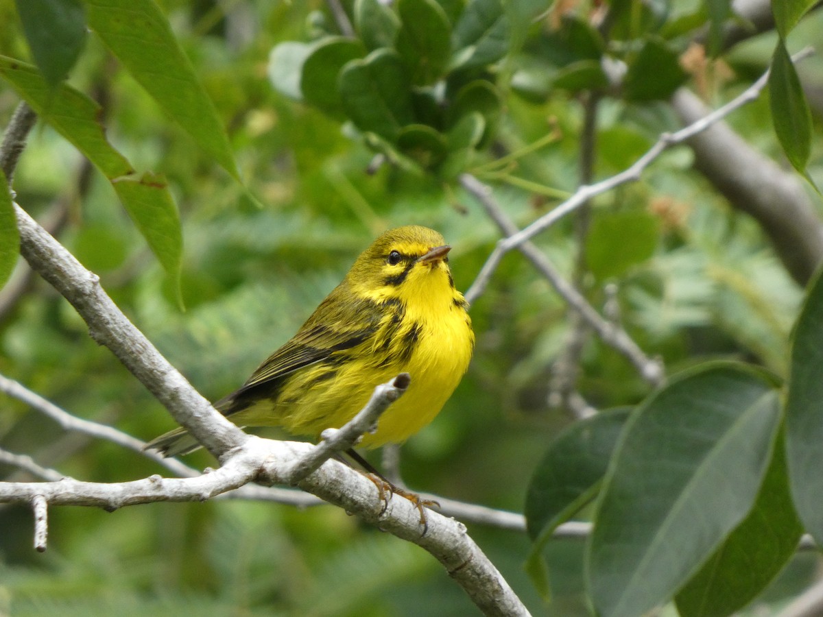Prairie Warbler - ML644523211