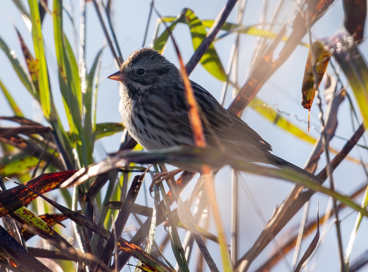 Savannah Sparrow - ML644523214