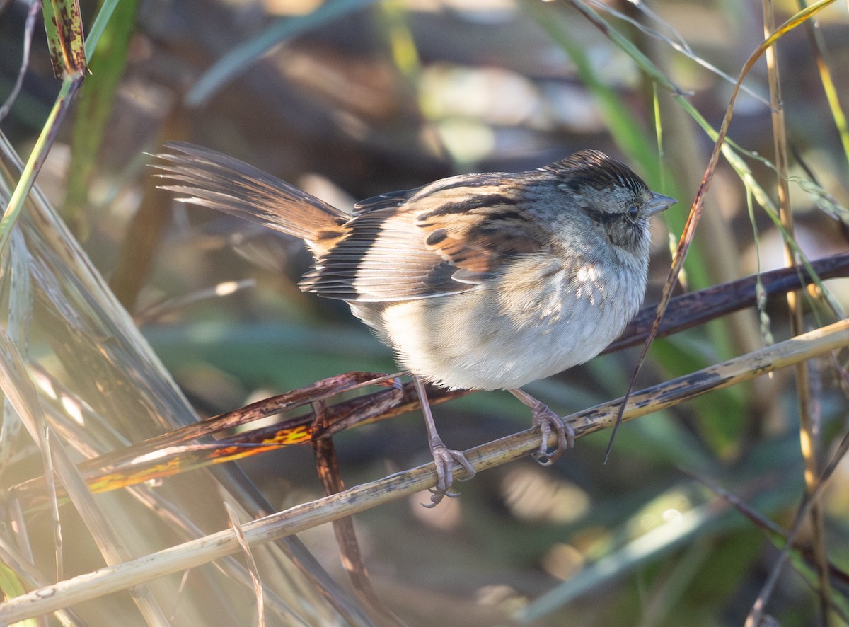 Swamp Sparrow - ML644523215