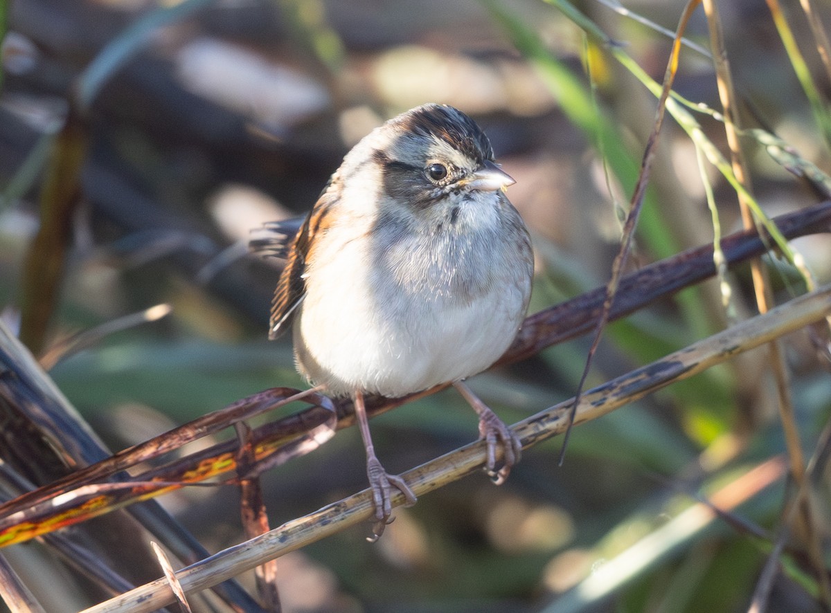Swamp Sparrow - ML644523216