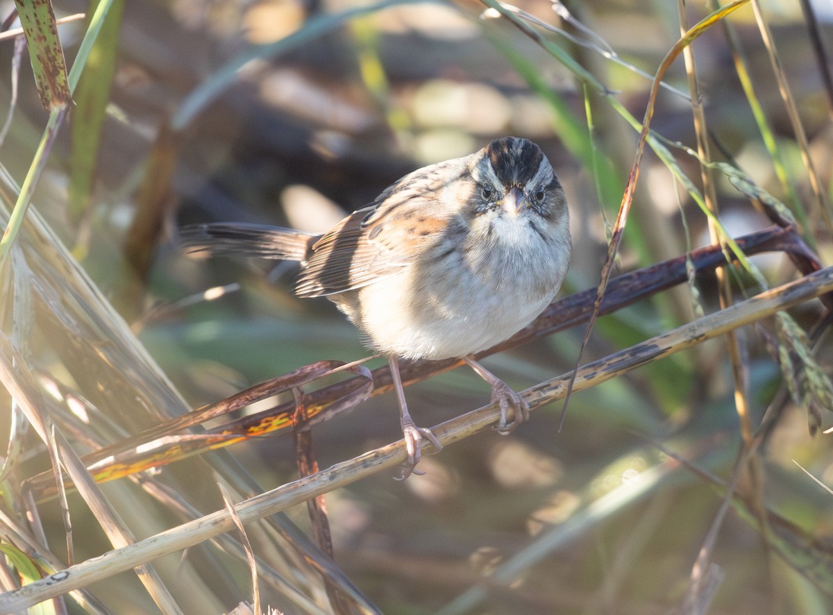 Swamp Sparrow - ML644523217