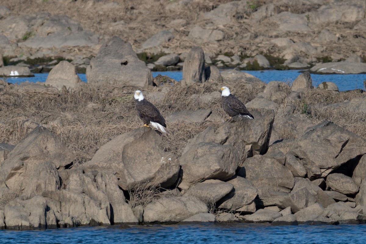 Bald Eagle - ML644523220