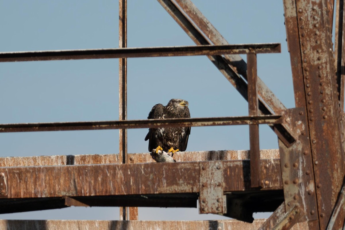 Bald Eagle - ML644523221