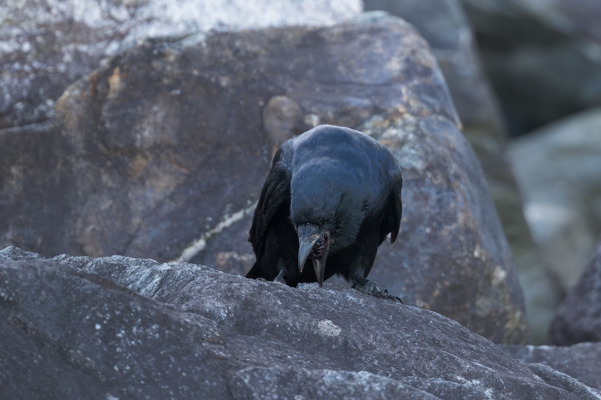 ウオガラス - ML644523222