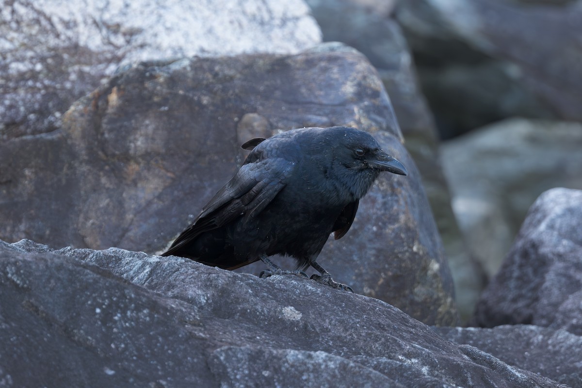 ウオガラス - ML644523223