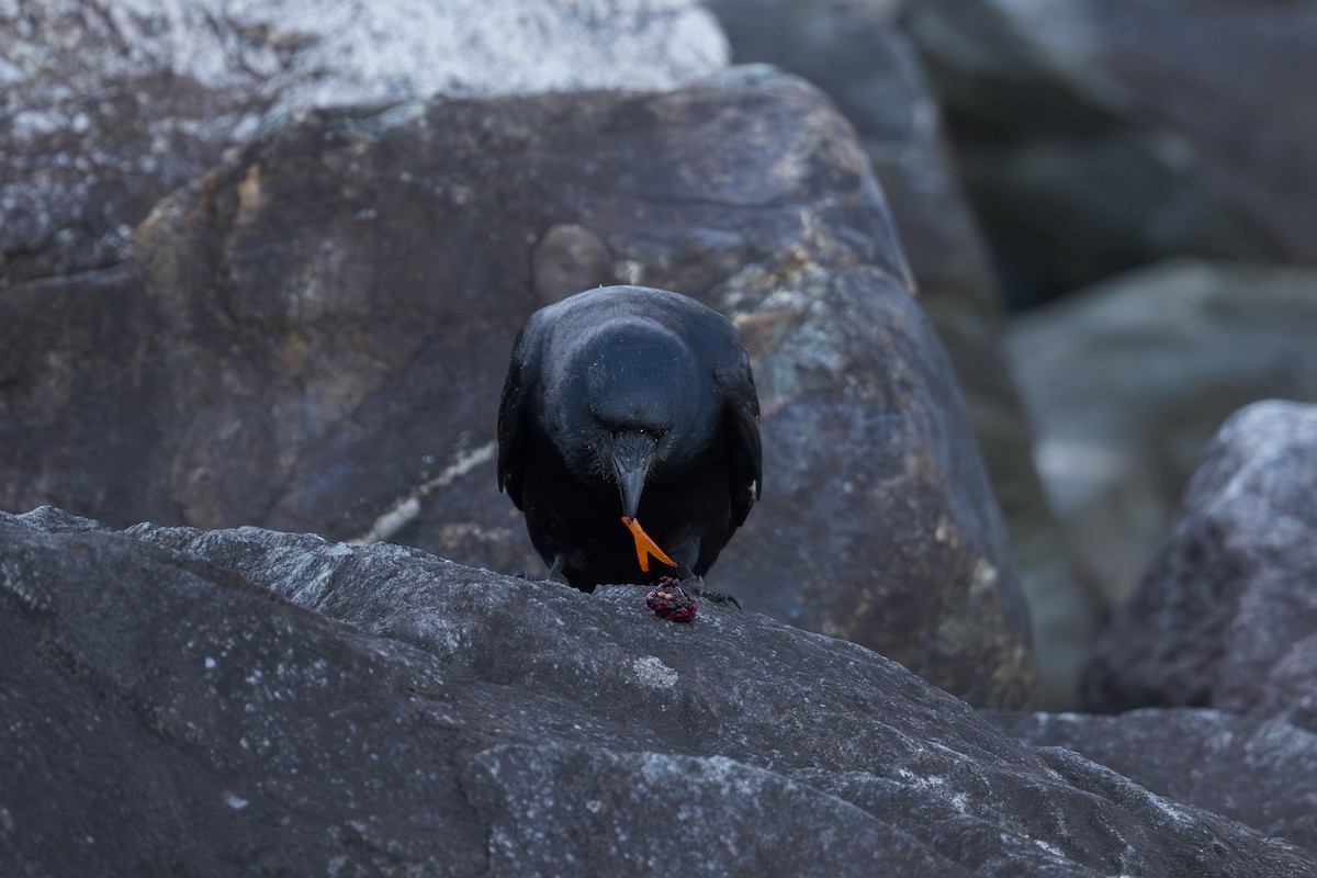 ウオガラス - ML644523224