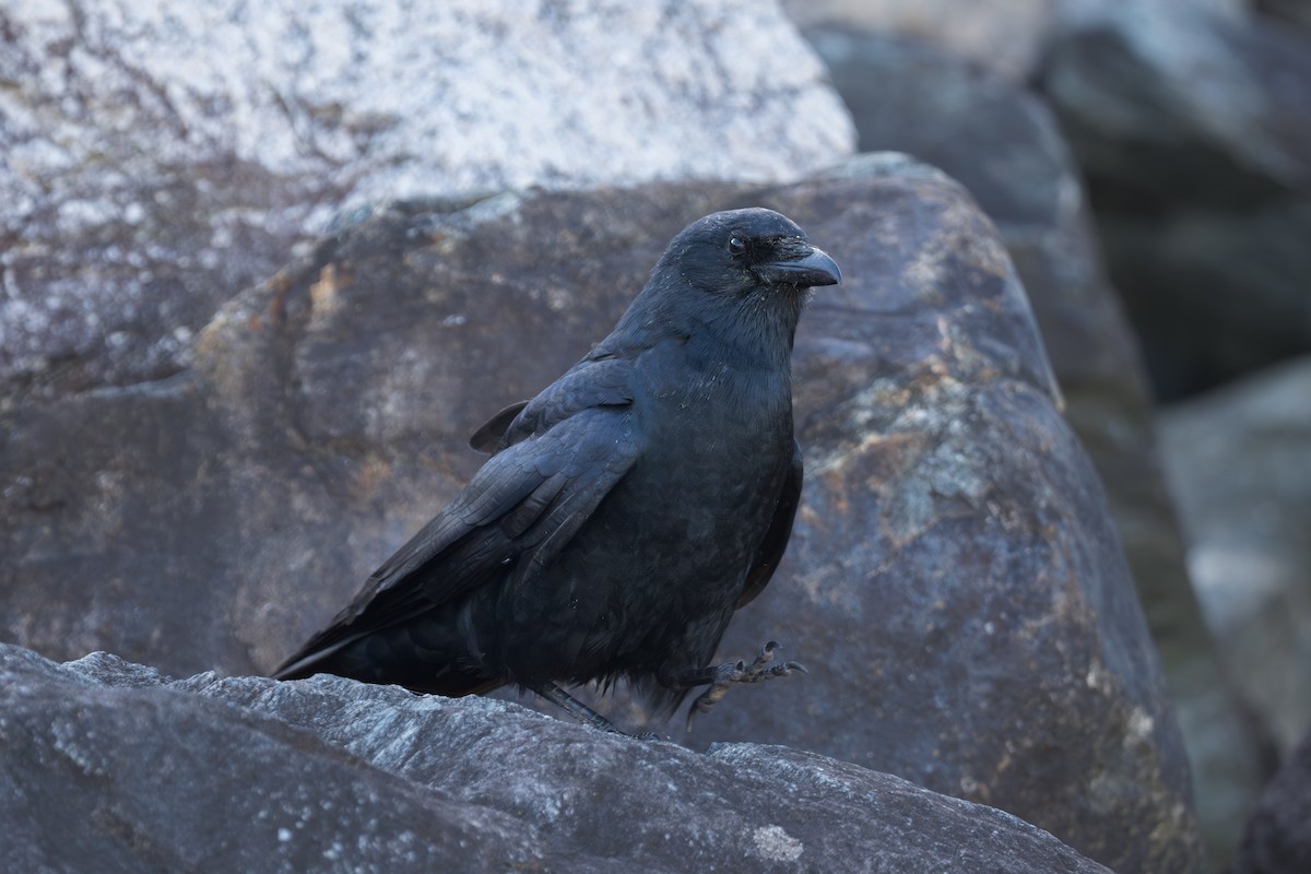 ウオガラス - ML644523225