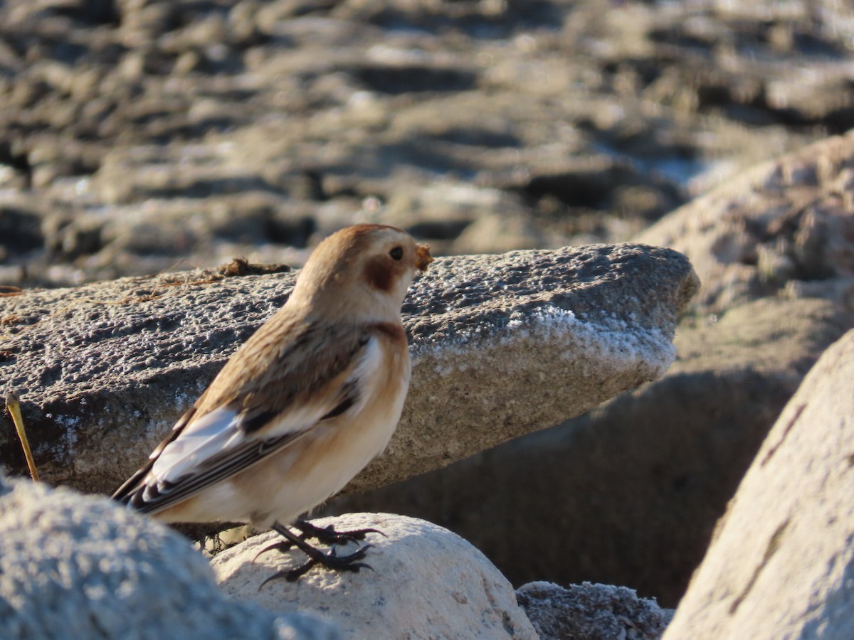 Snow Bunting - ML644523234