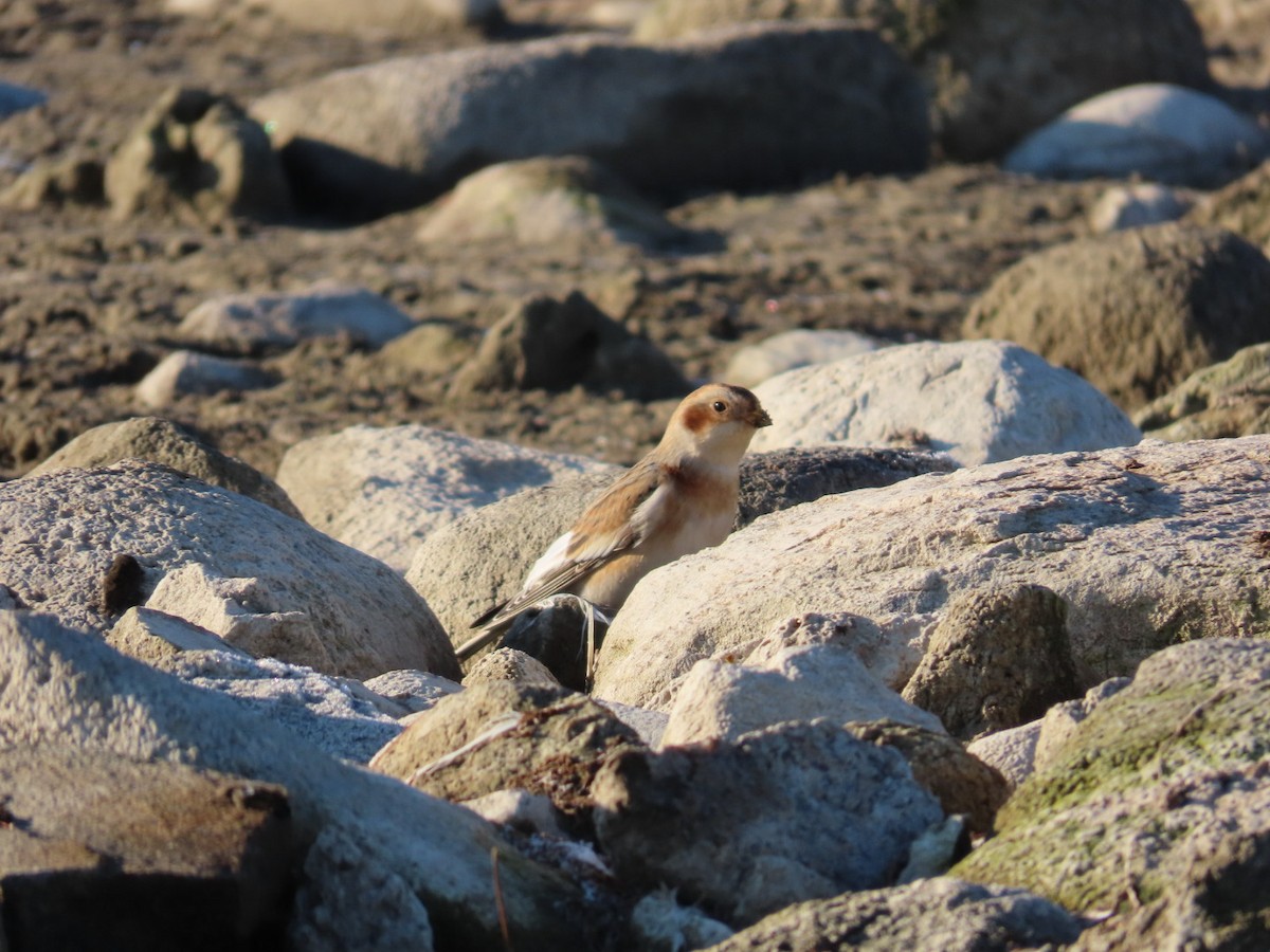 Snow Bunting - ML644523235