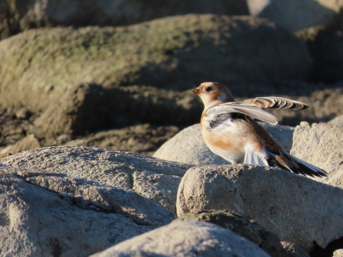 Snow Bunting - ML644523236