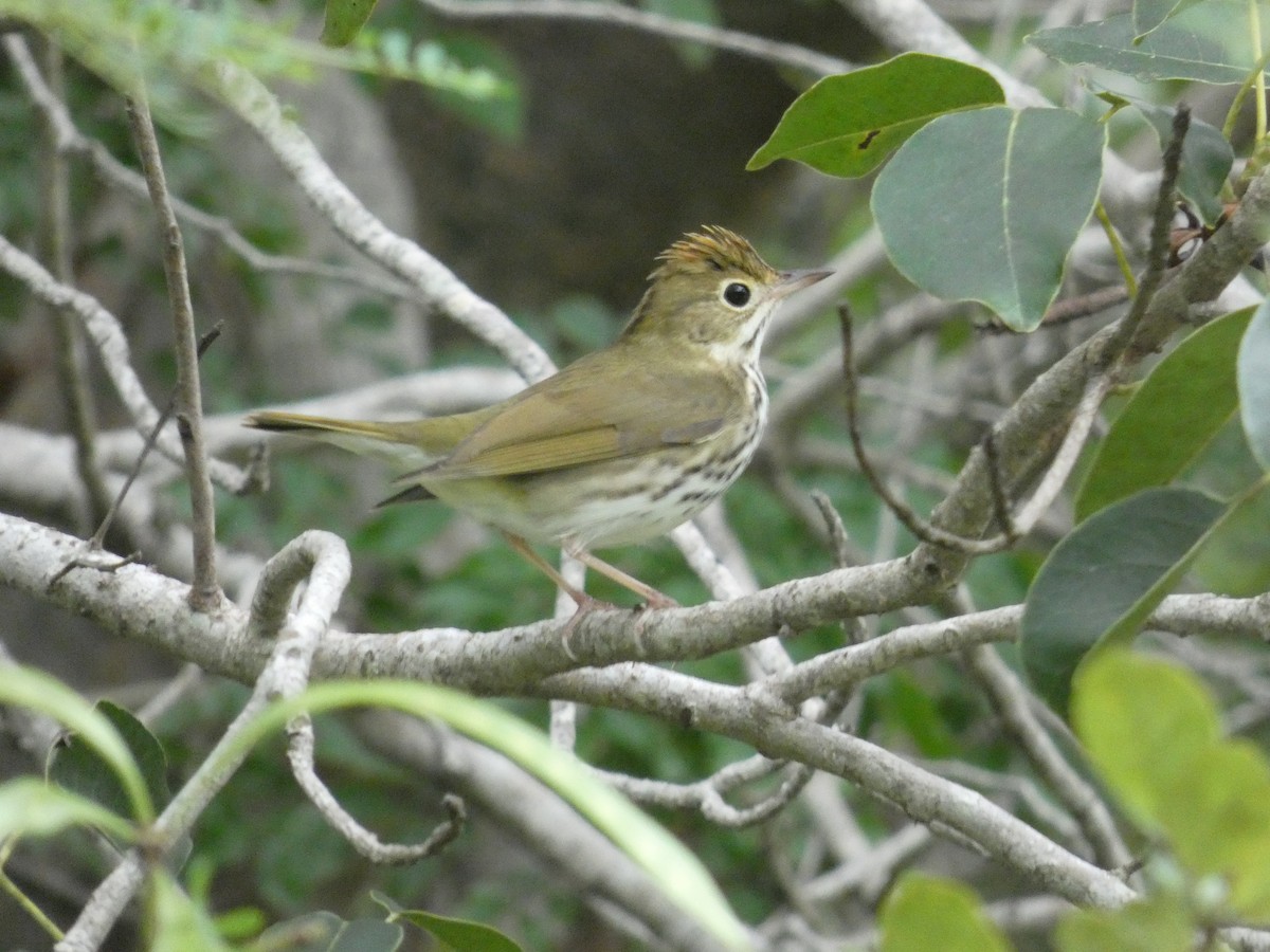 Ovenbird - ML644523237