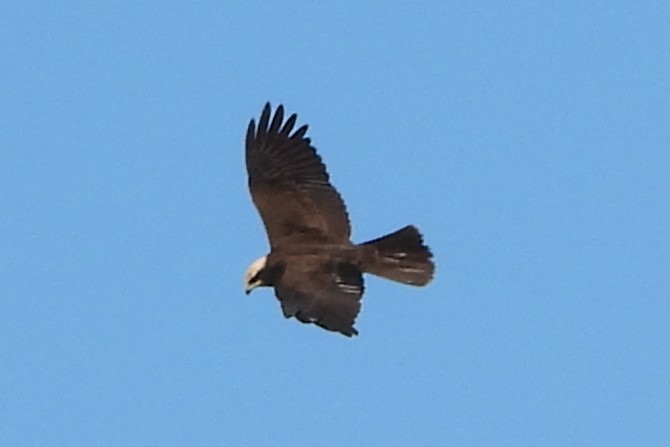 Western Marsh Harrier - ML644523238