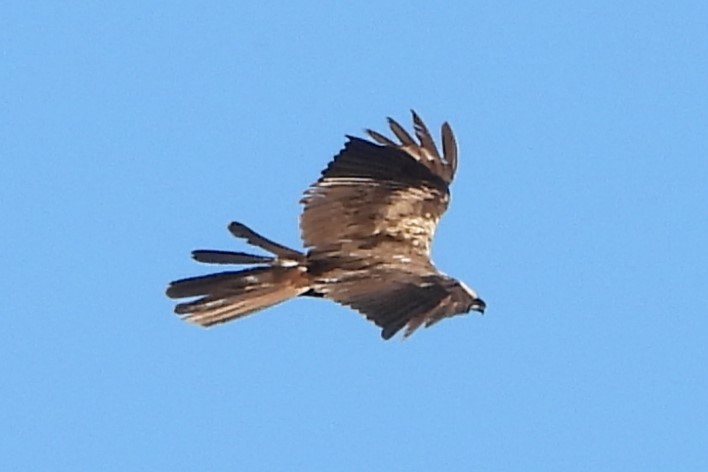 Western Marsh Harrier - ML644523239