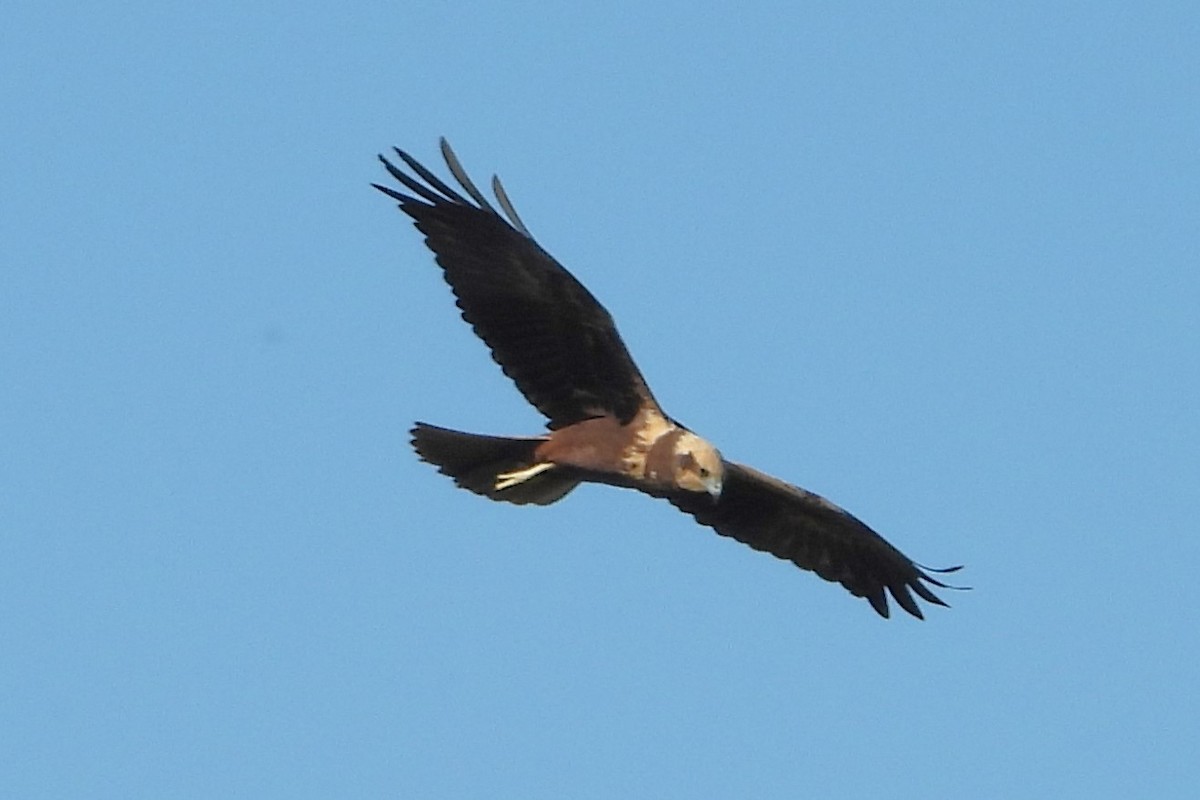 Western Marsh Harrier - ML644523240