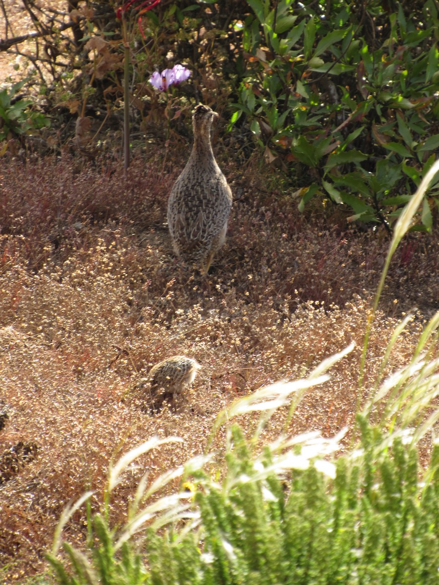 Chilean Tinamou - ML644523244