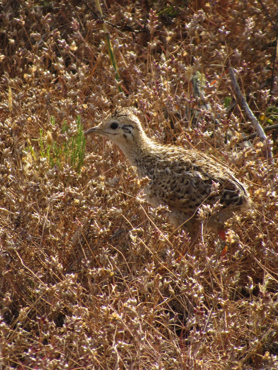 Chilean Tinamou - ML644523245