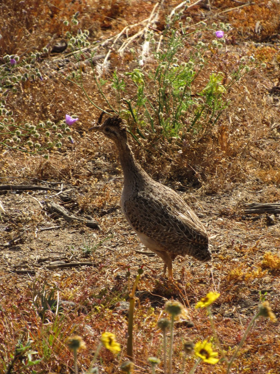Chilean Tinamou - ML644523247