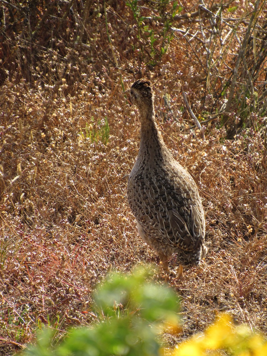 Chilean Tinamou - ML644523249