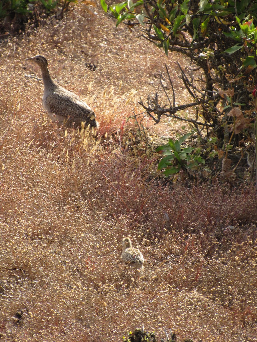 Chilean Tinamou - ML644523250