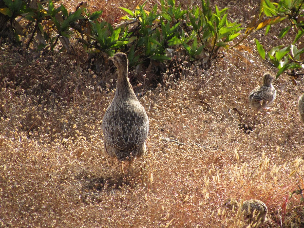 Chilean Tinamou - ML644523251