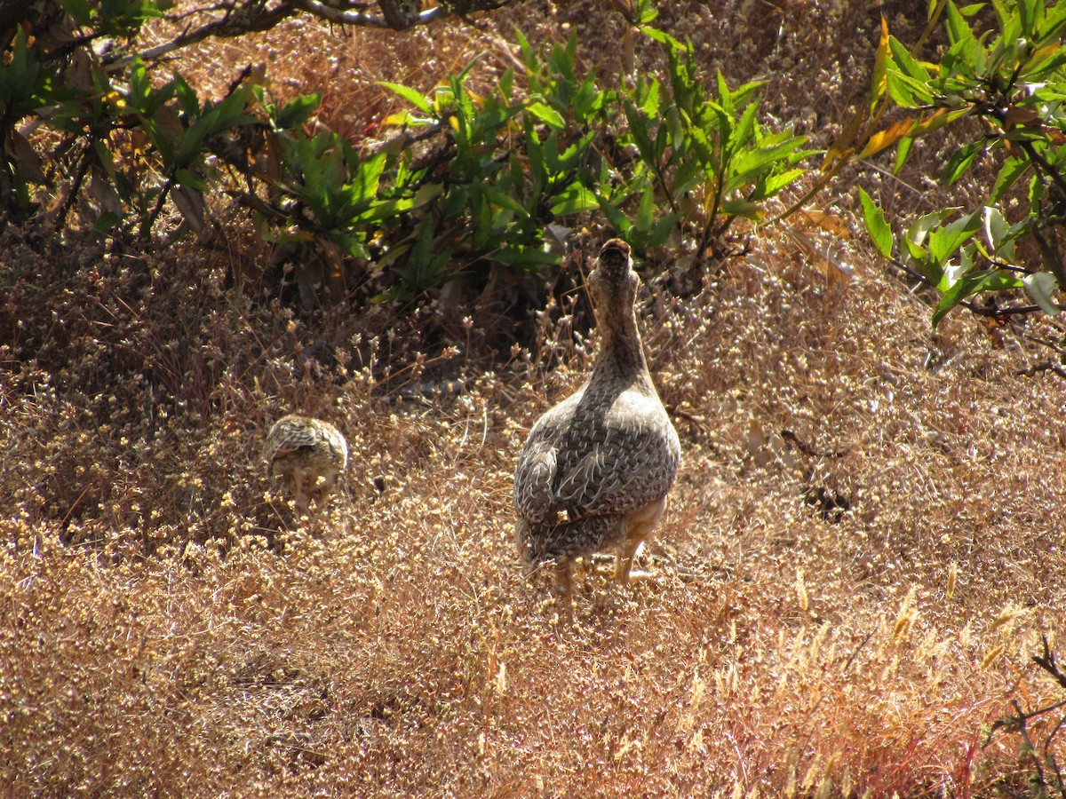 Chilean Tinamou - ML644523252