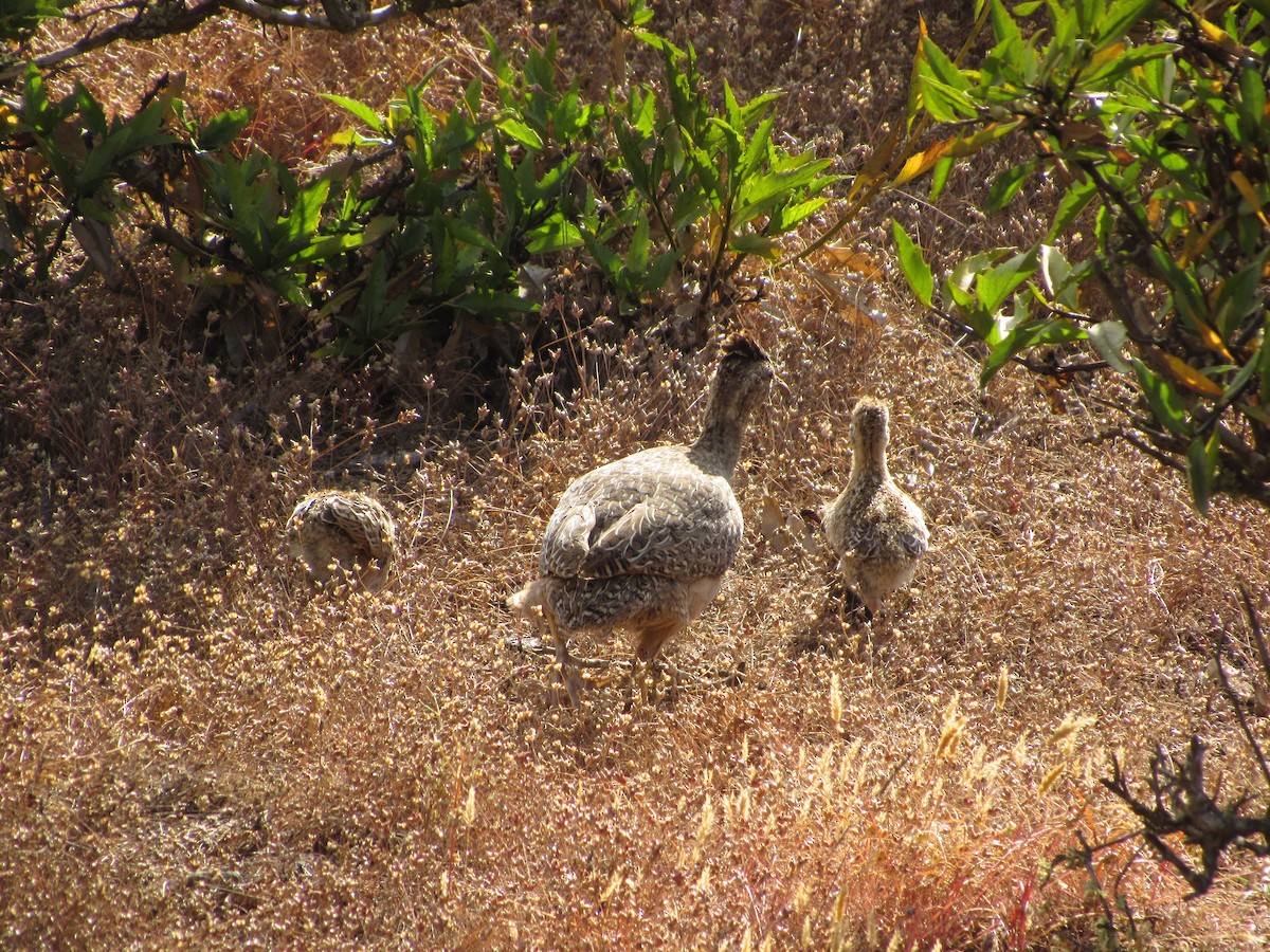 Chilean Tinamou - ML644523253
