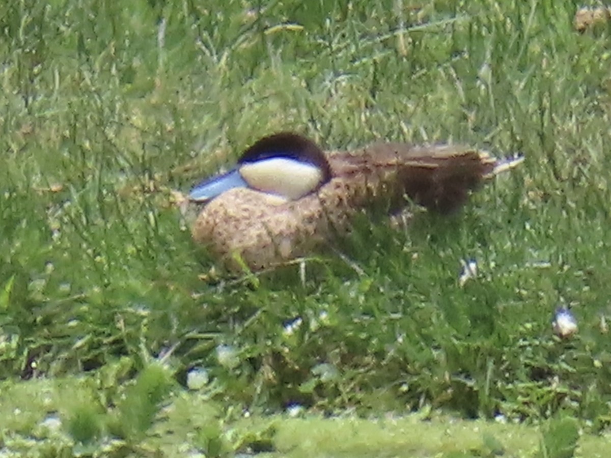 Puna Teal - ML644523255