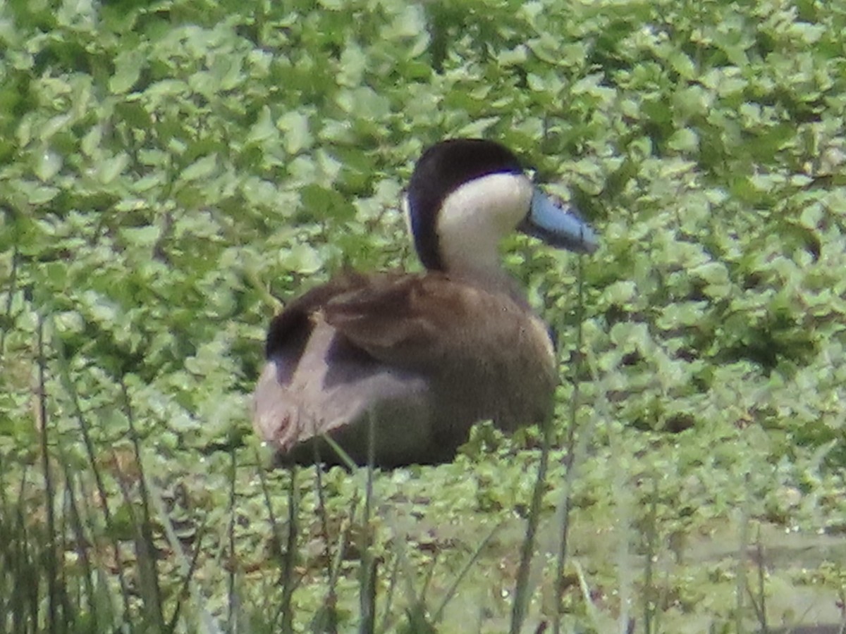 Puna Teal - ML644523256