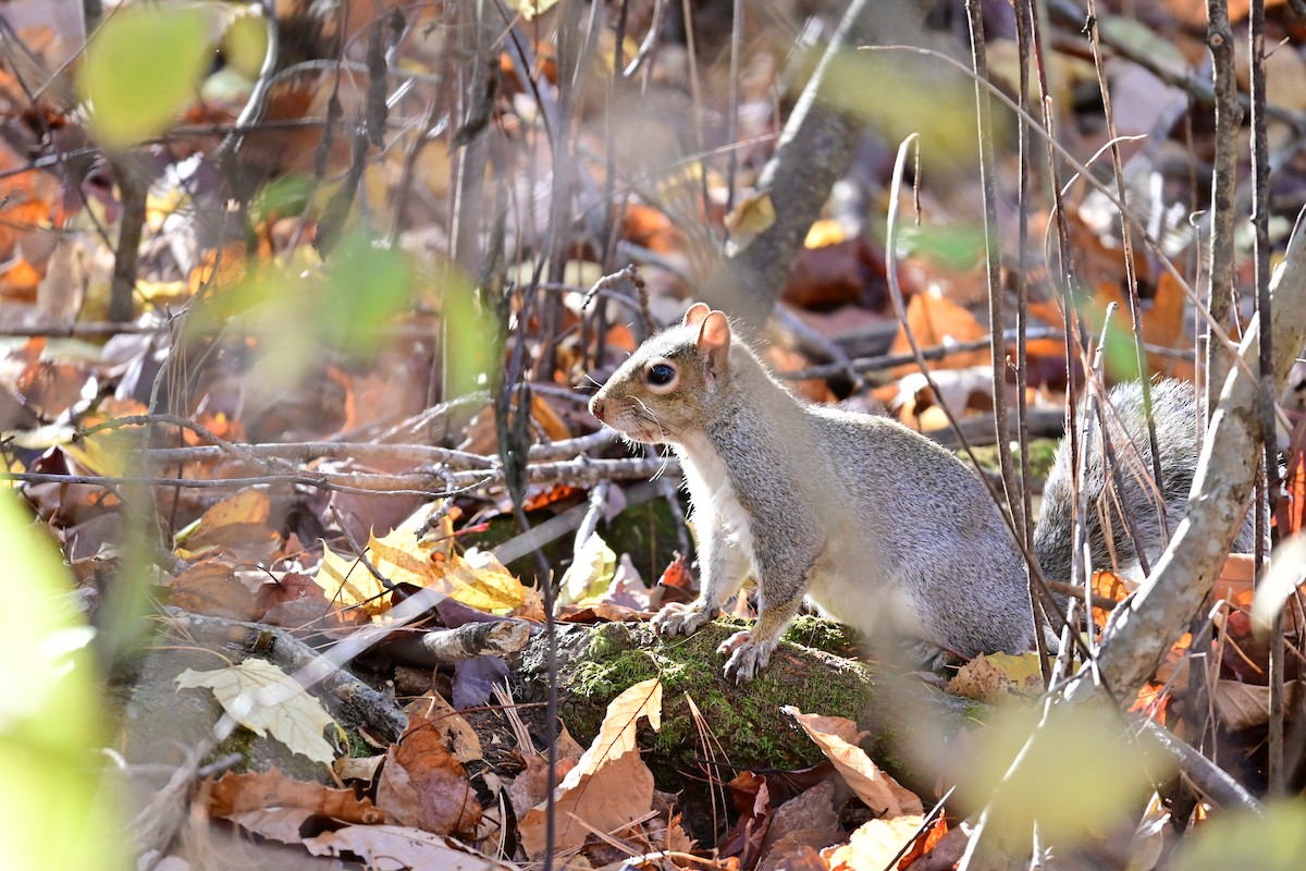 Eastern Gray Squirrel - ML644523259